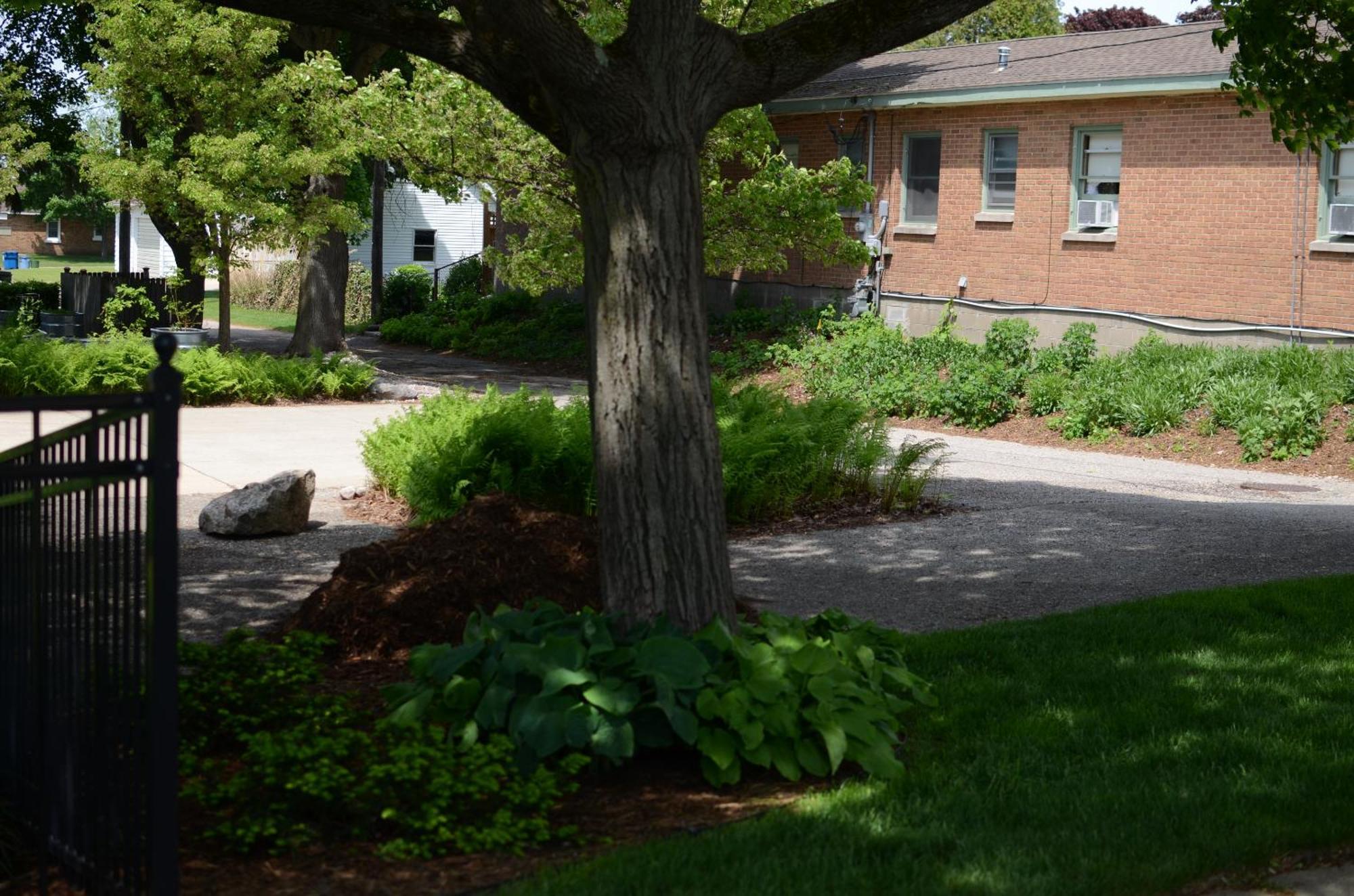 Blue Spruce Ludington
